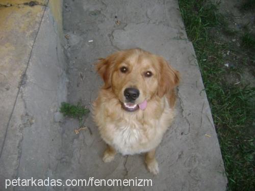 tarçın Erkek Golden Retriever