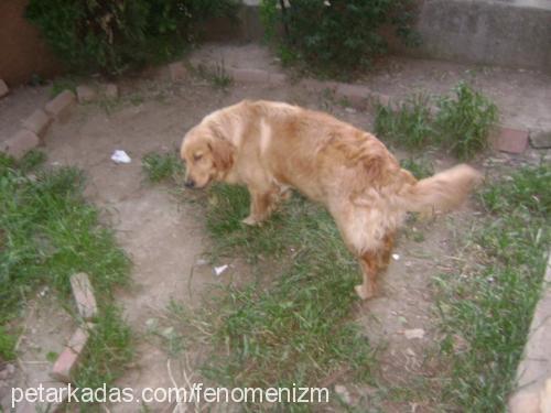 tarçın Erkek Golden Retriever