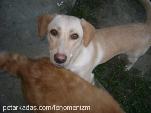 poli Dişi Labrador Retriever