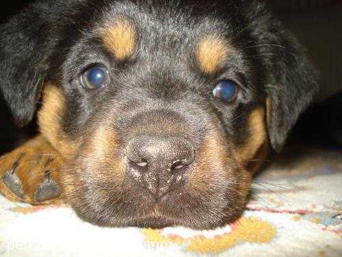 ege Dişi Rottweiler