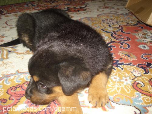 ege Dişi Rottweiler