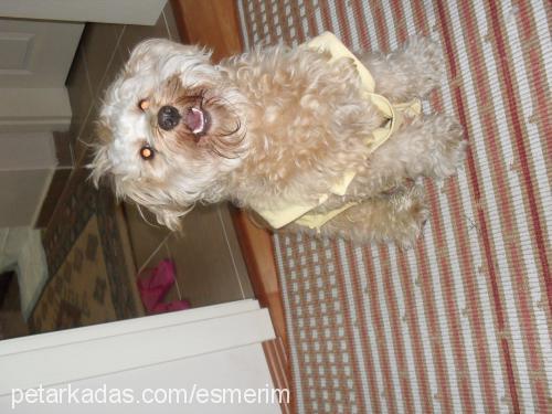 gofret Erkek Poodle (Standart Kaniş)