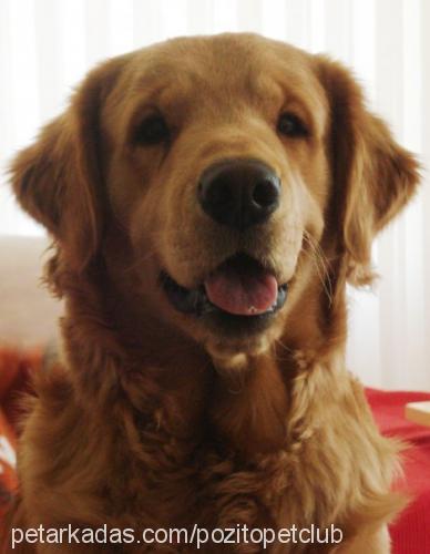 alf Erkek Golden Retriever