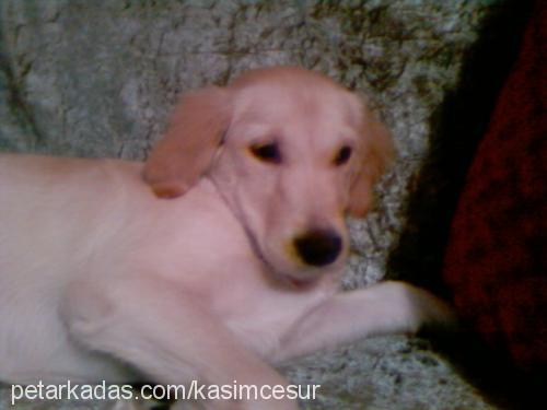 elya Dişi Golden Retriever