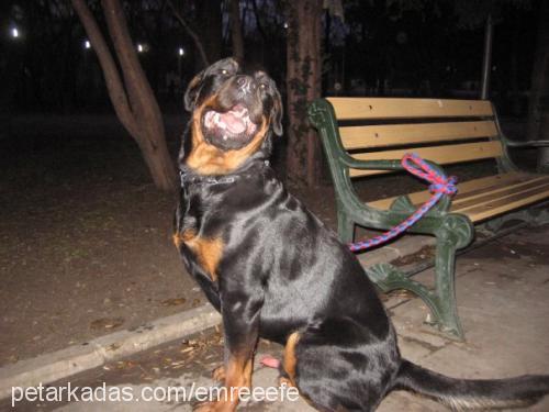 efe Erkek Rottweiler