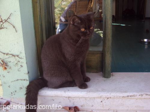 mohİto Erkek British Shorthair