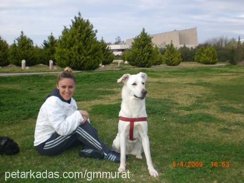 lokum Dişi Golden Retriever