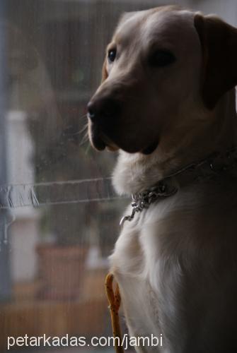 jambi Erkek Labrador Retriever