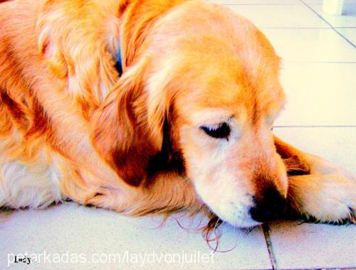 layd Dişi Golden Retriever