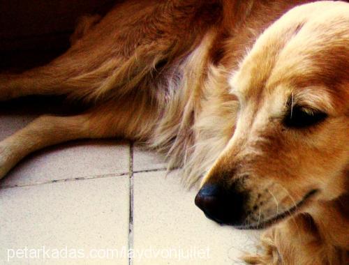 layd Dişi Golden Retriever