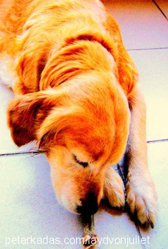 layd Dişi Golden Retriever