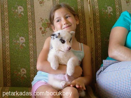 böcük Erkek Alaskan Malamute