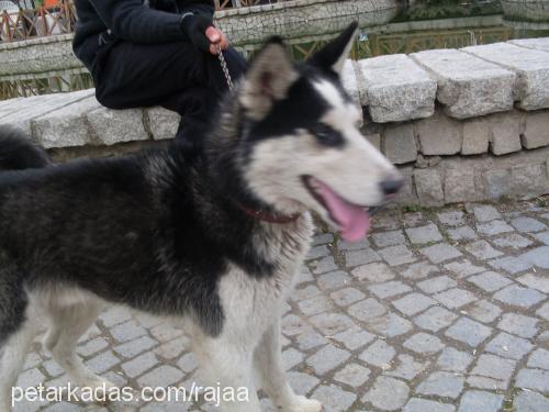 çakır Erkek Sibirya Kurdu (Husky)