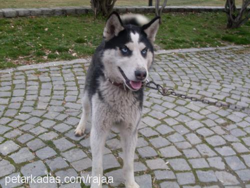 çakır Erkek Sibirya Kurdu (Husky)