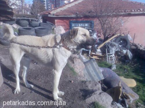 paşa Erkek Kangal