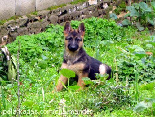 barut Dişi Alman Çoban Köpeği