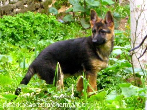 barut Dişi Alman Çoban Köpeği