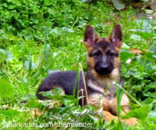 barut Dişi Alman Çoban Köpeği