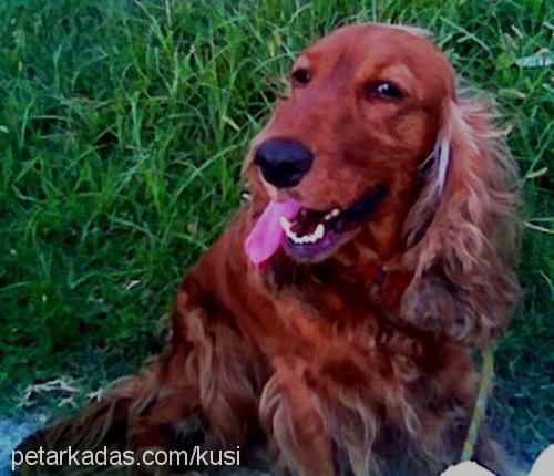 daisy Dişi İngiliz Cocker Spaniel