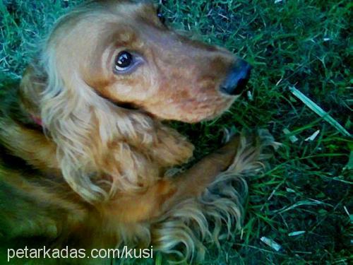 daisy Dişi İngiliz Cocker Spaniel