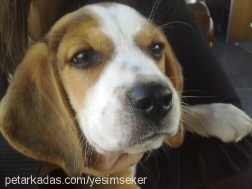 daİsy Dişi Beagle