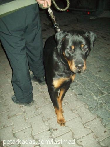 hero Erkek Rottweiler