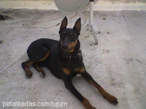 zeus Erkek Doberman Pinscher