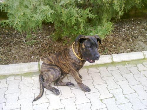 kral Erkek Mastiff