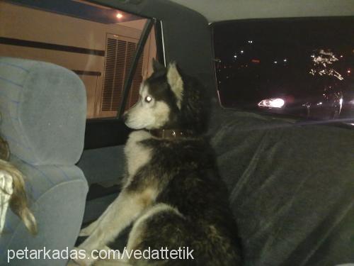 efe Erkek Sibirya Kurdu (Husky)