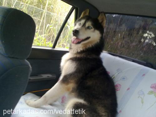 efe Erkek Sibirya Kurdu (Husky)