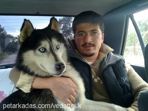 efe Erkek Sibirya Kurdu (Husky)