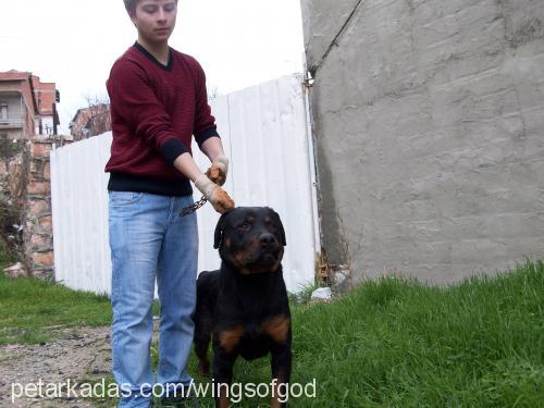 duman Erkek Rottweiler