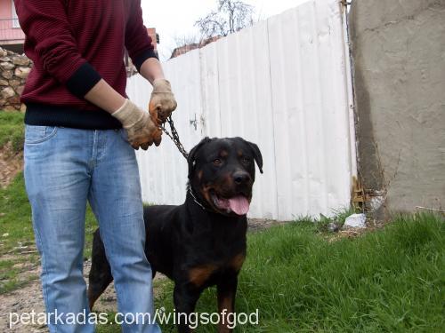 duman Erkek Rottweiler