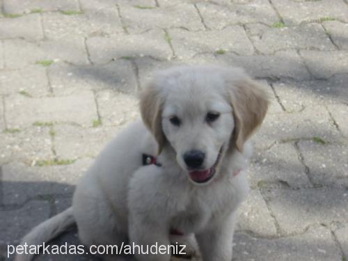 pascal Erkek Golden Retriever