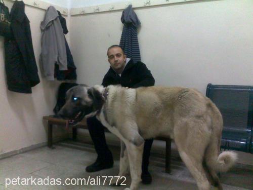 ayaz Erkek Kangal