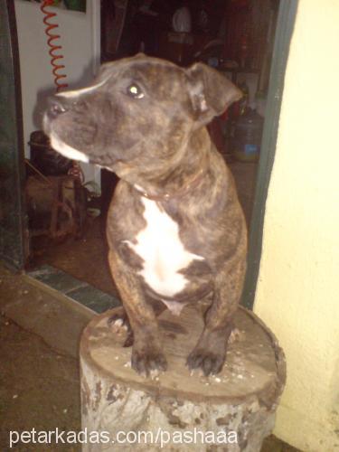 daxter Erkek Amerikan Staffordshire Terrier