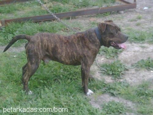 baron Erkek Staffordshire Bull Terrier