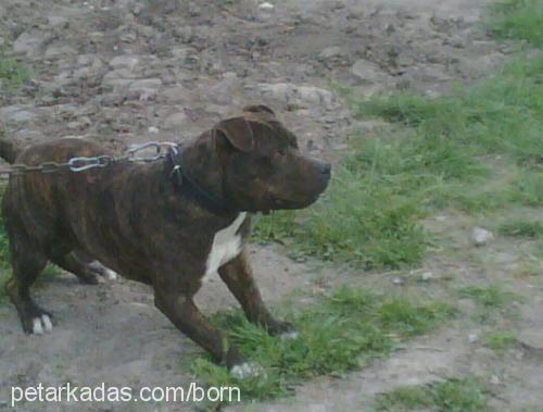 baron Erkek Staffordshire Bull Terrier