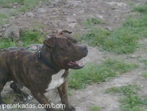 baron Erkek Staffordshire Bull Terrier