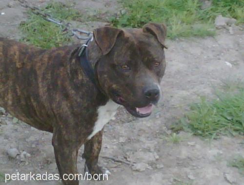 baron Erkek Staffordshire Bull Terrier