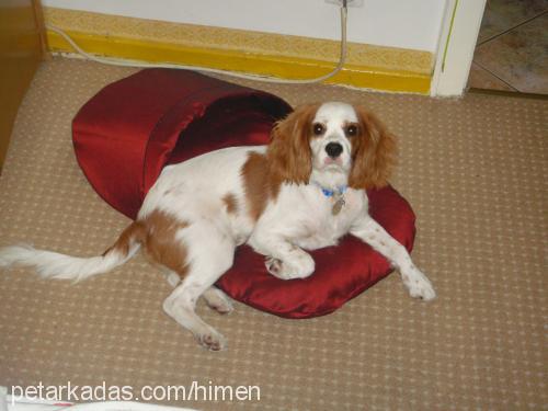 he-man Erkek Cavalier King Charles Spanieli