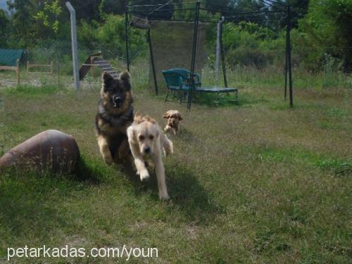 bob-angel-lucky Dişi Golden Retriever