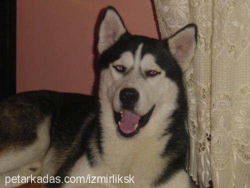 rocky Erkek Sibirya Kurdu (Husky)