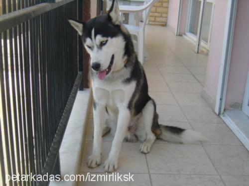 rocky Erkek Sibirya Kurdu (Husky)