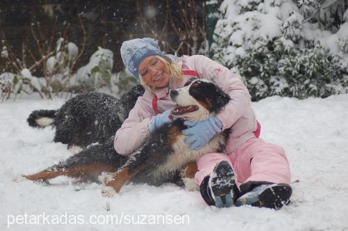 bambam Dişi Bernese Dağ Köpeği