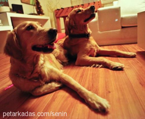 ....... Dişi Golden Retriever