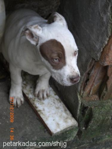 psycho Dişi Amerikan Pitbull Terrier