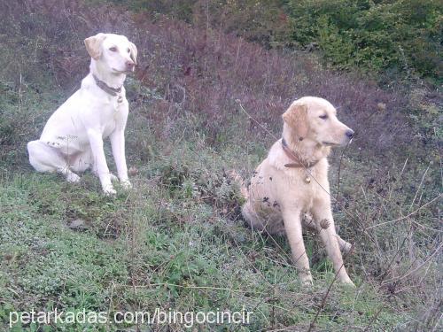 helen Dişi Golden Retriever