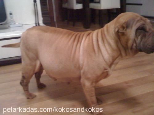 kokoş Dişi Çin Shar-Pei