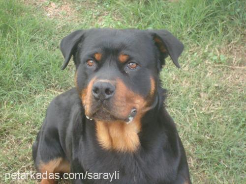 argos Erkek Rottweiler